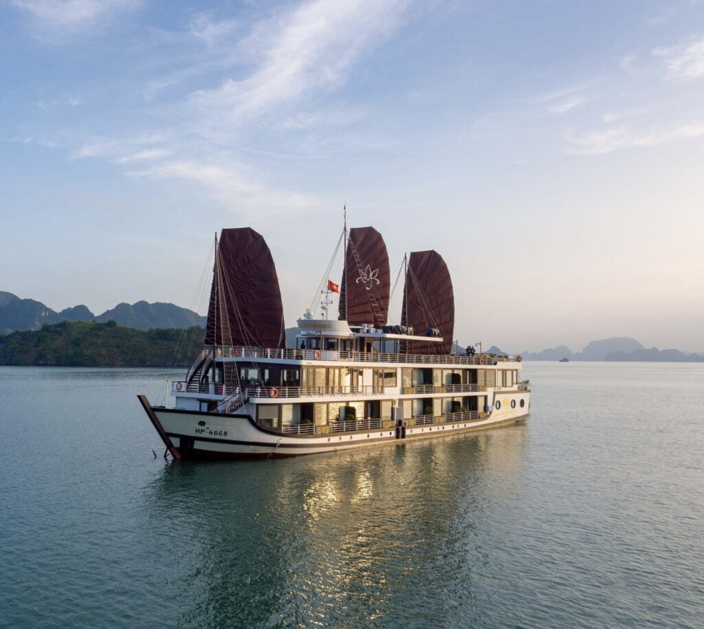 ORCHID TRENDY CRUISE